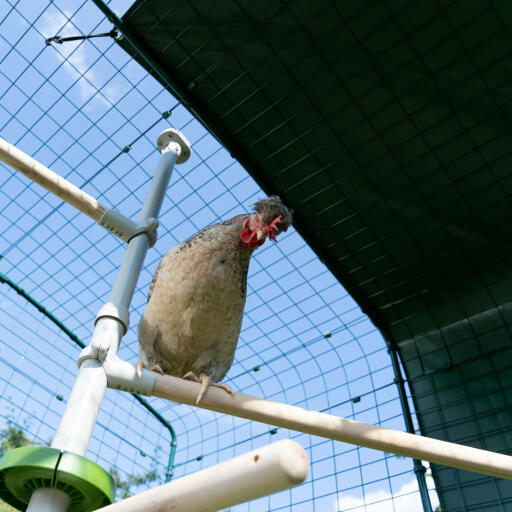Chicken in the Poletree perch system
