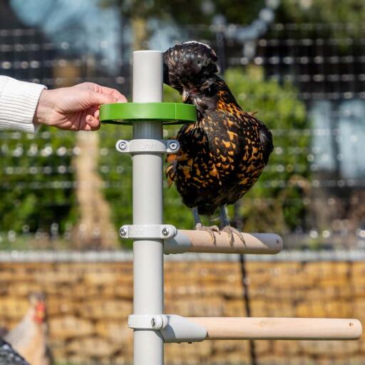 Chicken eating from a treat dish chicken perch accessory filled of snacks