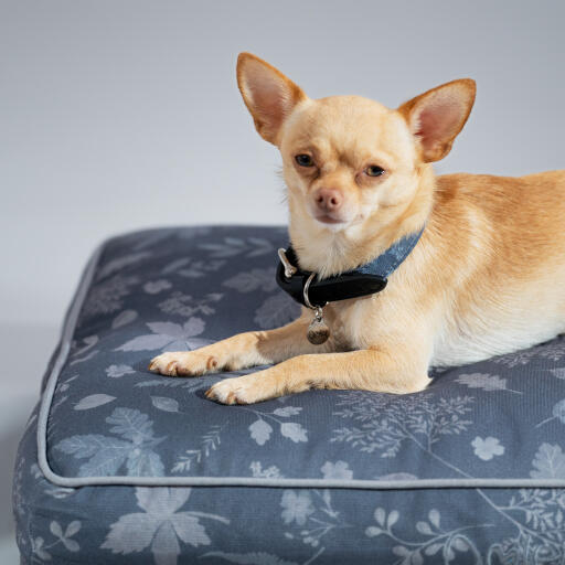 Chihuahua in a designer cushion dog bed forest fall grey designed by Omlet