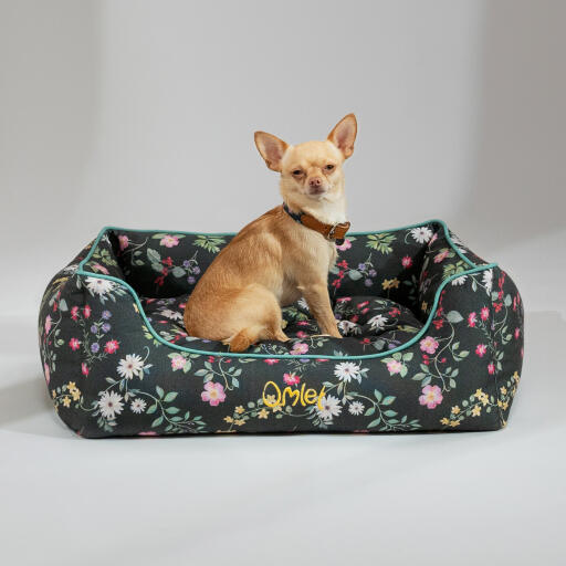 Chihuahua sitting in an Omlet nest bed in the midnight meadow pattern