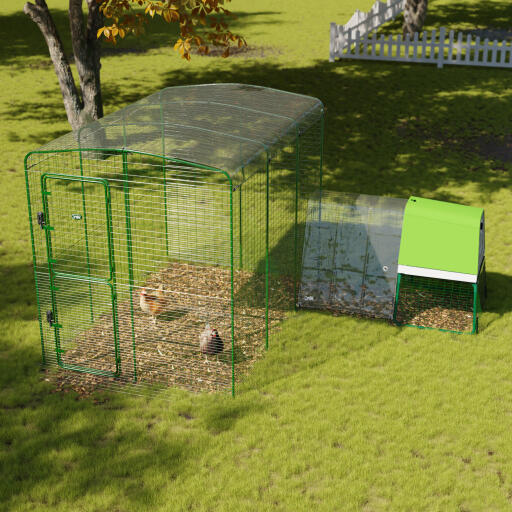 Clear chicken run cover for walk in run in a garden 2x3