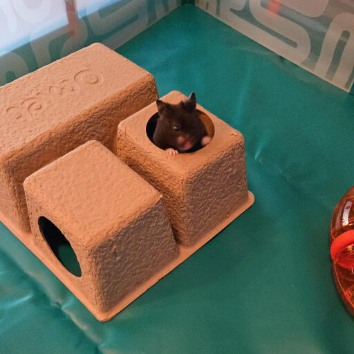 Hamster hideouts are an amazing accessory for your hamster cage or playpen