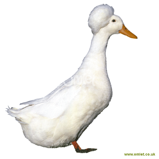 Crested duck