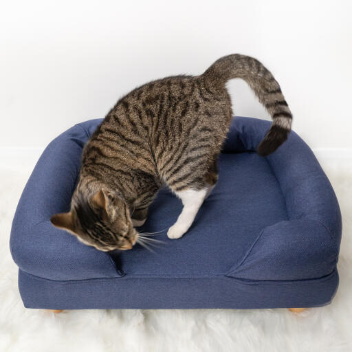 Cute cat getting cosy on midnight blue foam cat bolster bed