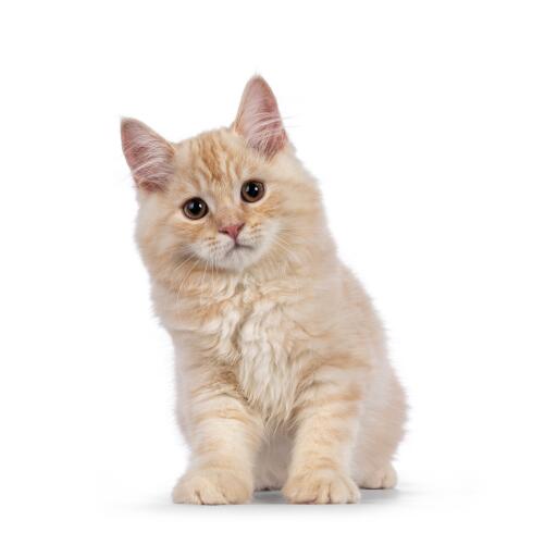 Cute ginger cymric kitten against a white background