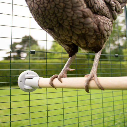 Detail of a chicken perch in an outdoor run