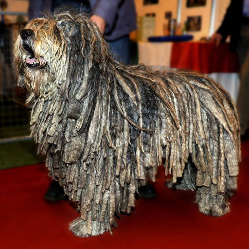 A healthy adult bergamasco's distinctive corded coat