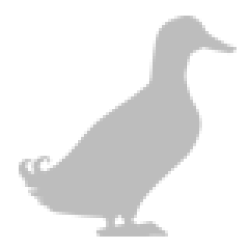 Abacot Ranger Ducks | Duck Breeds