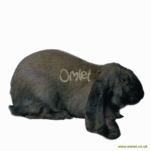 English lop rabbit