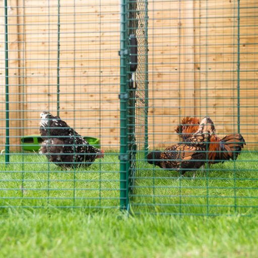 Chickens pecking the ground in an outdoor run