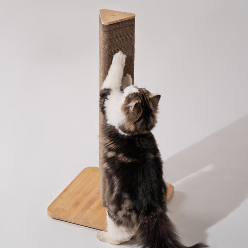 Fluffy cat scratching tall Stak scratcher