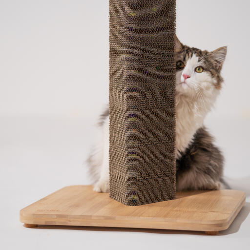 Fluffy cat peering around the Stak cat scratcher