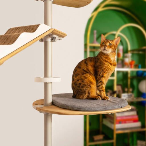 Cat tree on sale accessories