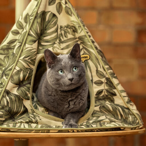 Cat tipi bed top