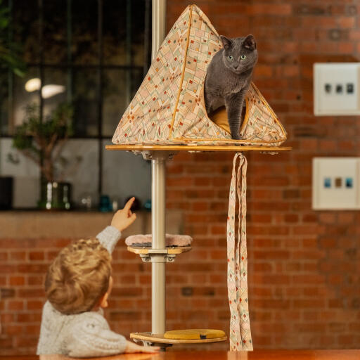 Little boy reaching up to a cat in an indoor Freestyle cat tipi