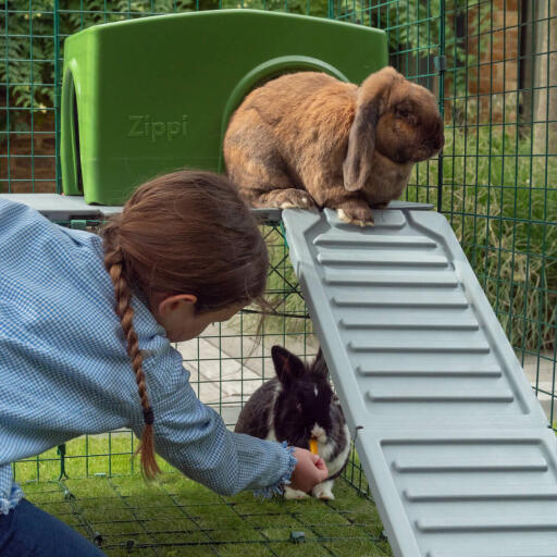 Two rabbits playing in the Omlet Zippi Rabbit Run