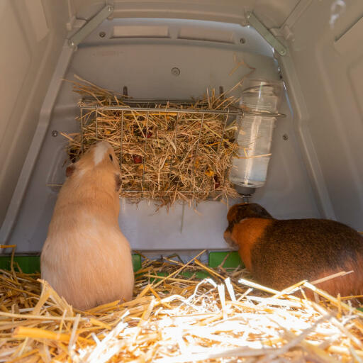 Guinea pigs eating hay from the Eglu Go hutch hay rack.