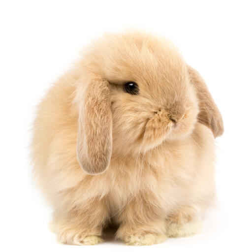 Fluffy holland lop rabbit against a white background