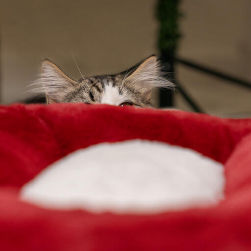 Christmas cat bed