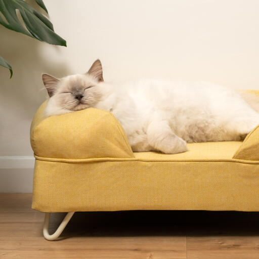 Cute fluffy white cat sleeping on mellow yellow cat bolster bed with white hairpin feet