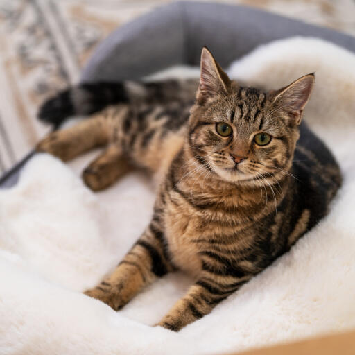 Luxury faux sheepskin cat blanket