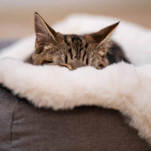 Luxury cat blanket deals