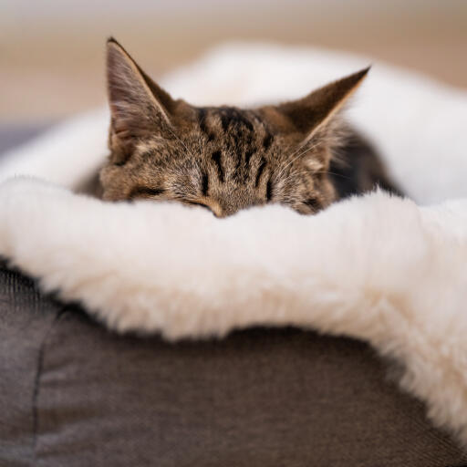 https://www.omlet.us/images/cache/512/512/luxury-faux-sheepskin-cat-blanket-omlet_5.jpg