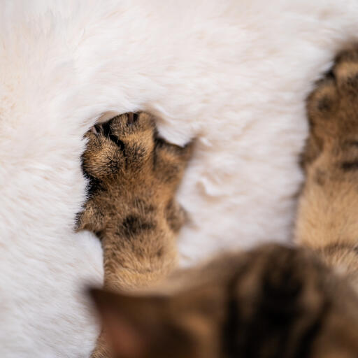 Luxury faux sheepskin cat blanket