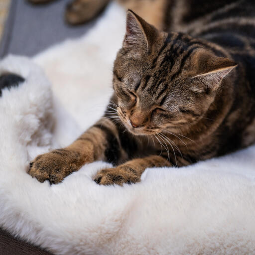 Cat snuggie hot sale