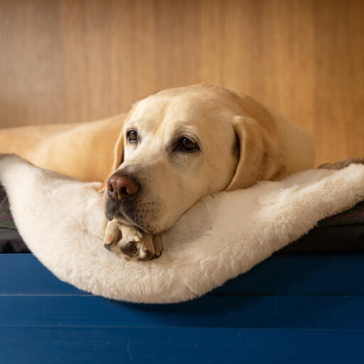 Golden Labrador resting his head on a sheepskin blanket looking out from his blue bed