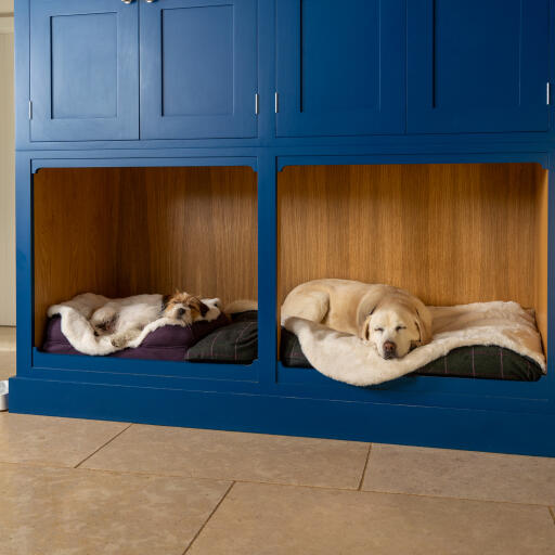 Terrier and Labrador sleeping on sheepskin blankets inside bespoke dog den