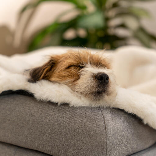 Sheepskin dog top