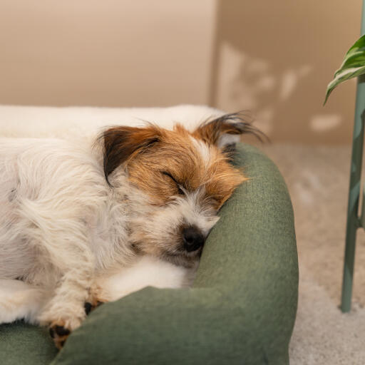Softest dog 2025 blanket