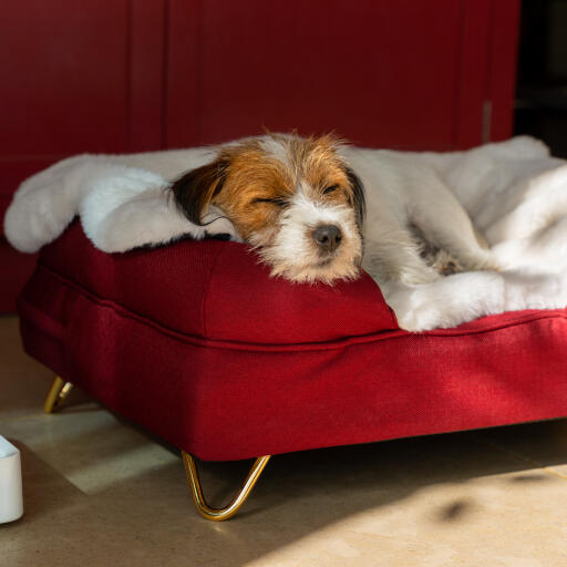 Scruffy terrier resting his head on a red bed with a sheepskin blanket over him