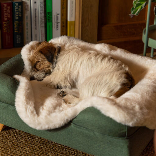 Luxury Faux Sheepskin Dog Blanket Large Omlet
