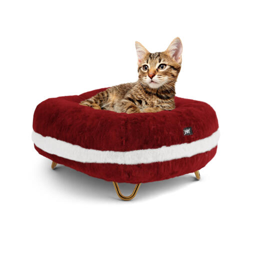 Cat relaxing in the santa claws christmas donut bed
