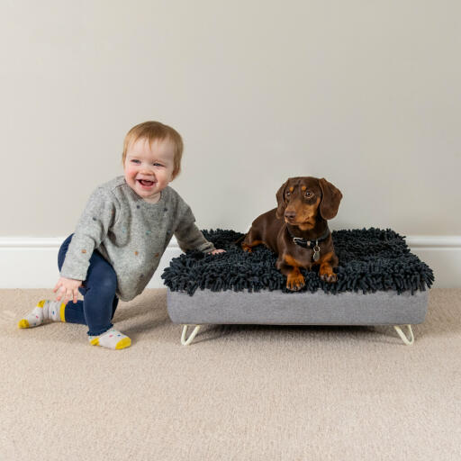 Dachshund in the washable dog bed next to laughing toddler