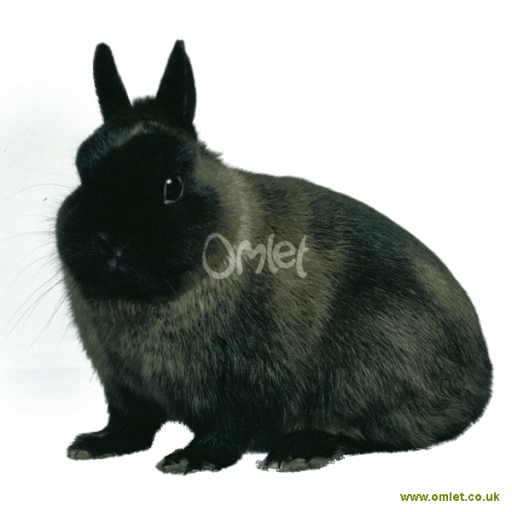 Teacup bunny price top