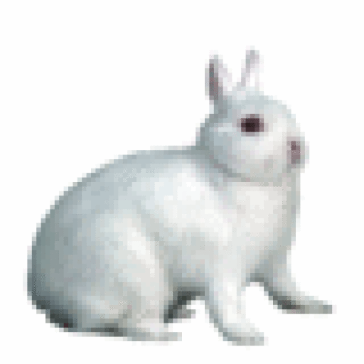 White netherland dwarf rabbit
