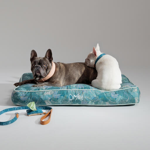 Two french bulldogs sat on the nature trail cushion dog with matching accessories