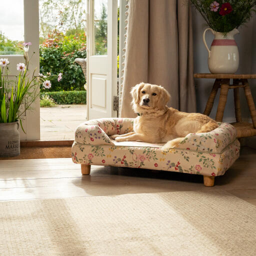 A miniature Golden retriever resting in the morning meadow bolster dog bed