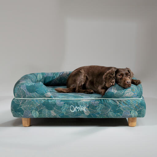 A cocker spaniel resting in the nature trail bolster dog bed