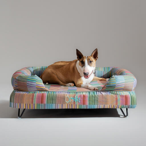 A bull terrier resting on top of the pawsteps electric bolster dog bed