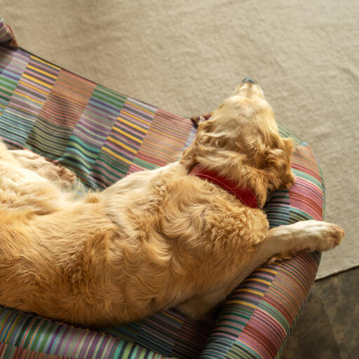 A Golden retriever resting on top of the pawsteps electric bolster dog bed