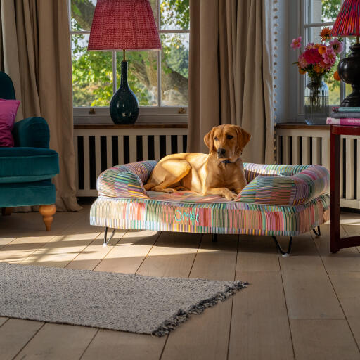 A  retriever resting on top of the pawsteps electric bolster dog bed