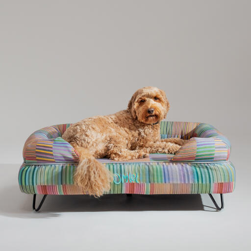 A Goldendoodle resting on top of the pawsteps electric bolster dog bed