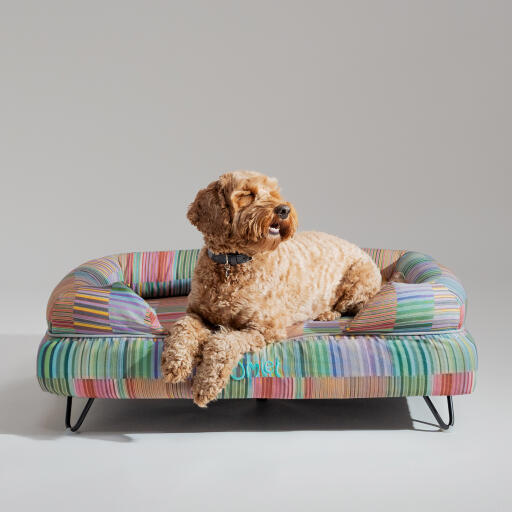 A Goldendoodle resting on top of the pawsteps electric bolster dog bed