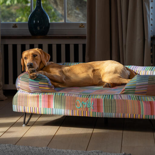 A  retriever resting on top of the pawsteps electric bolster dog bed