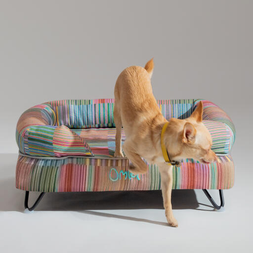 A chihuahua jumping off the pawsteps electric bolster dog bed
