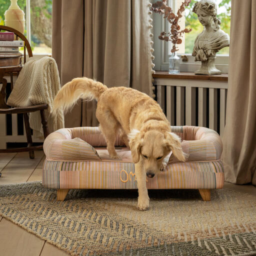 A miniature Golden retriever getting off of the pawsteps natural bolster dog bed